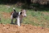 FOX TERRIER 173